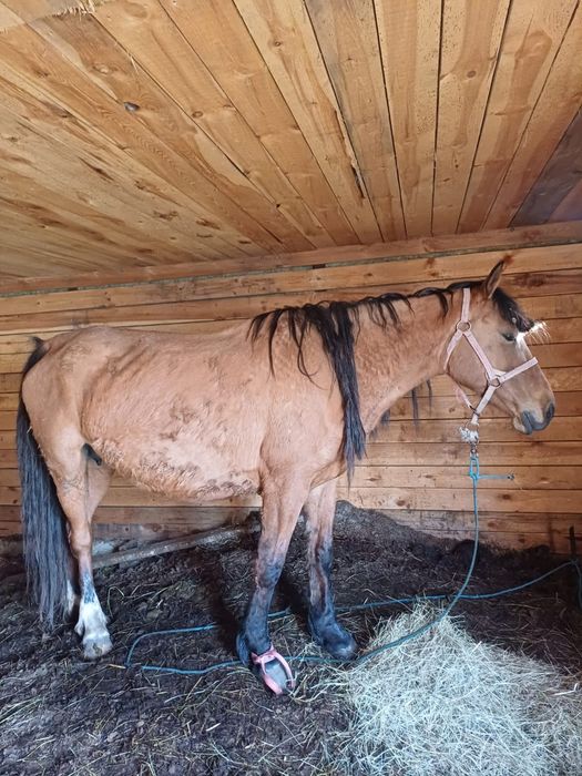 Продам кобылу 5 лет