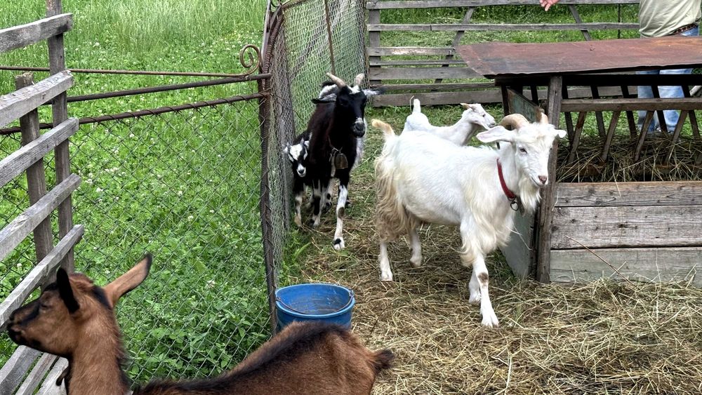 Vand capre, detalii la telefon