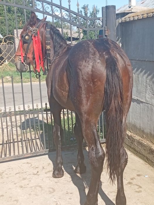 Manz semigreu un an și 3 luni