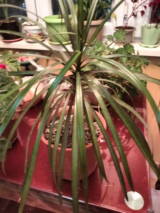 Цветочки для Вас