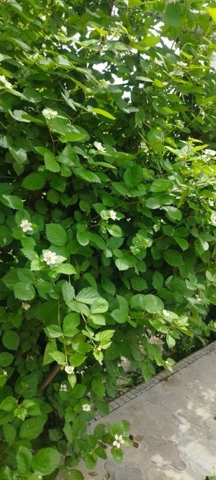 Ежевика кучатлари