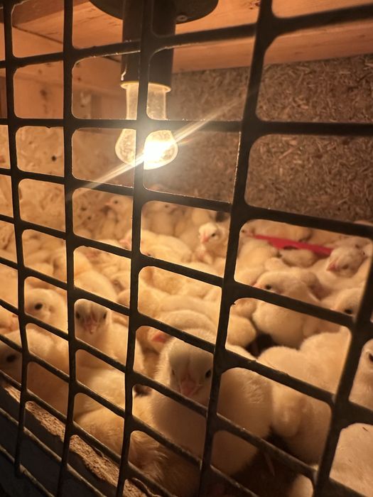 Цыплята бройлера рос 308