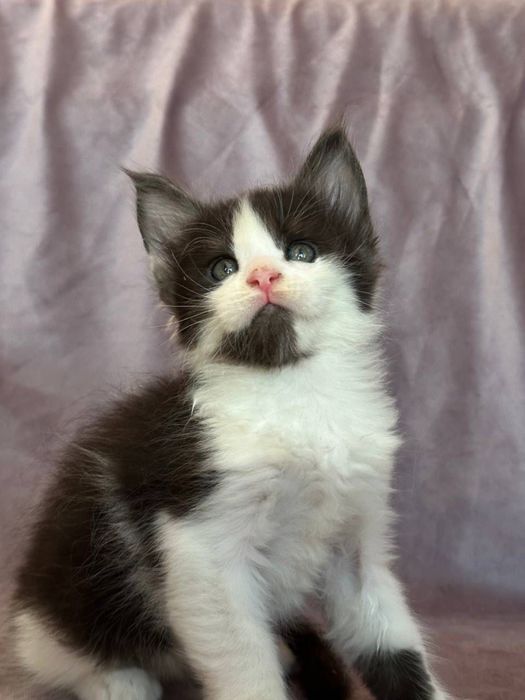 Маленький принц Мейн-кун