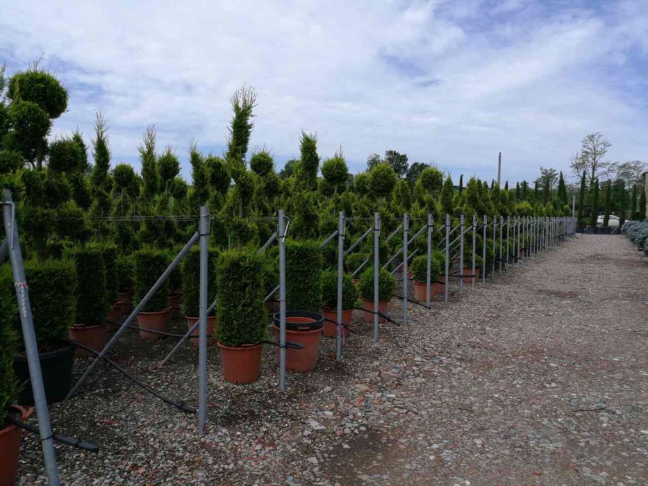 Спирали топки и пон-пони