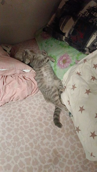 Отдам кошечку в добрые руки