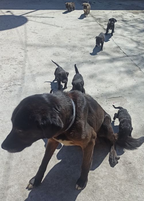 Щенки в хорошие руки