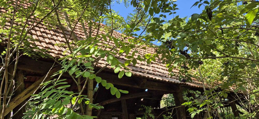 Tigla groasa Muschong elefant facuta la Lugoj