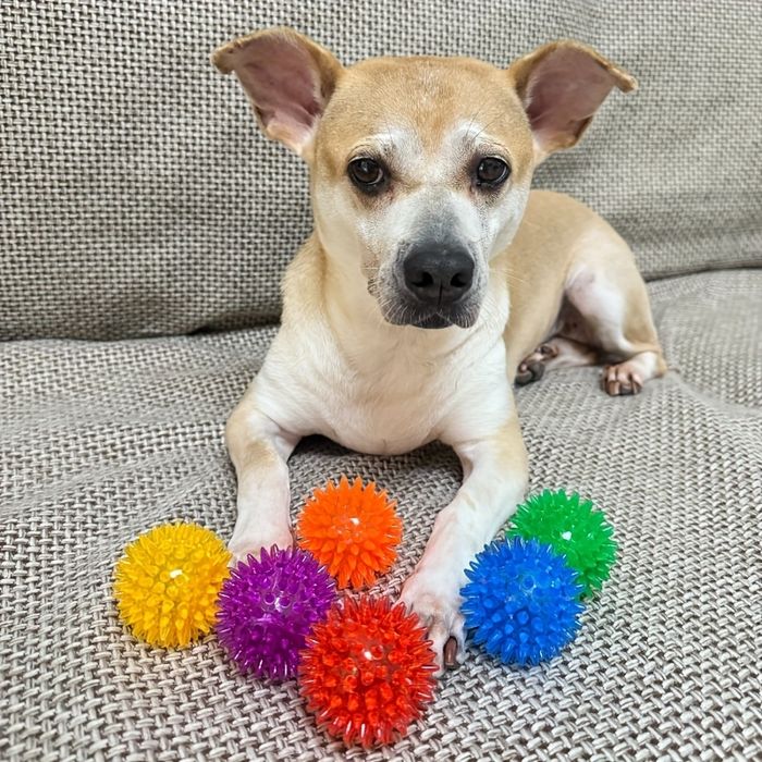 Здрава бодлива и издаваща звук топка за кучета за дъвчене