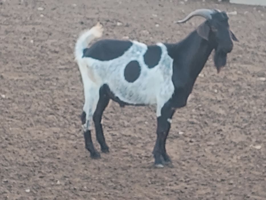 Țapi  metis anglonubian și metis alpin de vânzare