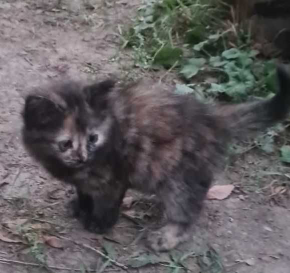 Котята ищут дом!!!