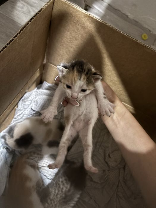 Котята отдам в добрые руки