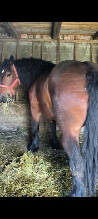 De vânzare iapă de cinci ani