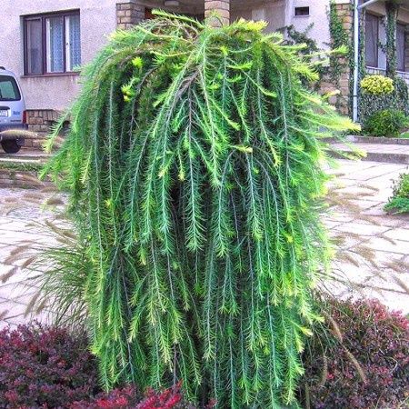 Larix Plangator .