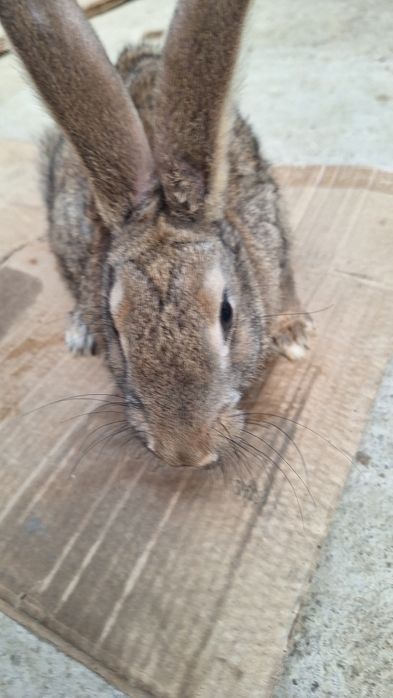 Quyon sotiladi toza emlangan