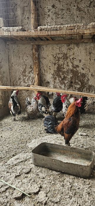 Кораз.ззззззззззз