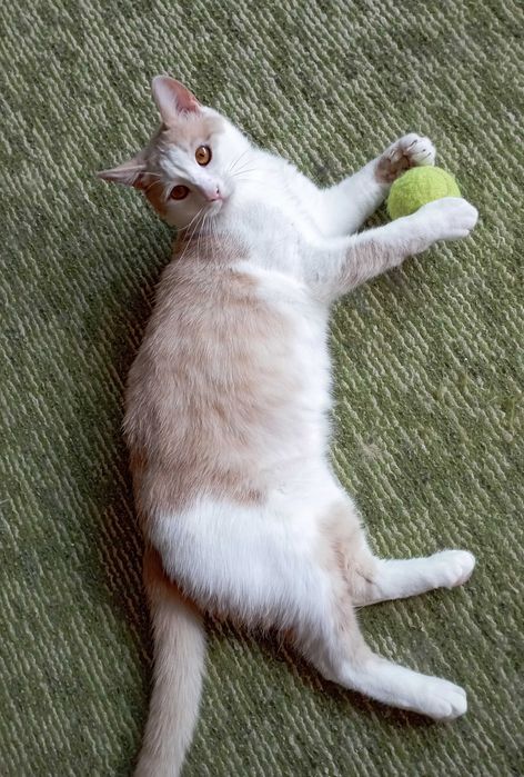 Принц на 1г. 3мес.