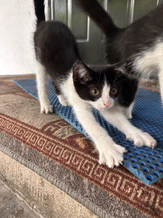 Отдам бесплатно котенка мальчика