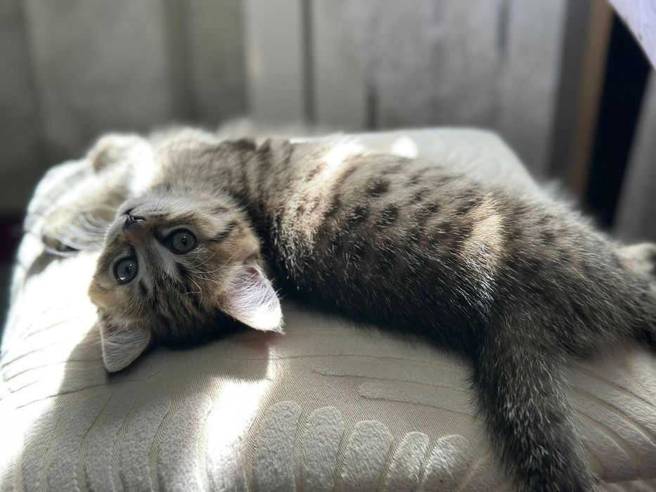 Отдам котенка.Девочка