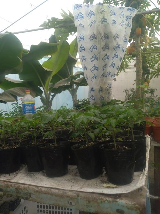 Banan papaya ananas  Sitrus ko'chatlar sotiladi
