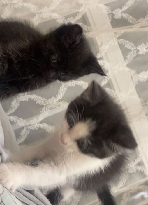 котята бесплатно