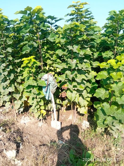 Декоративные каталпа кочатлар