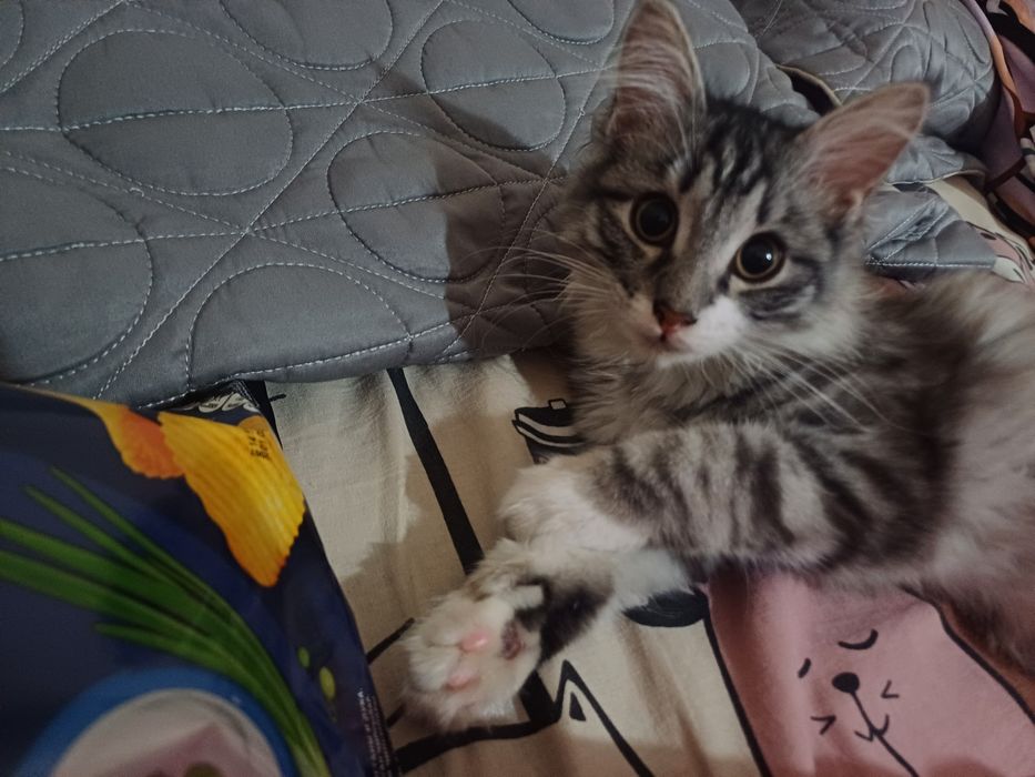 Отдам кошечку в хорошие руки