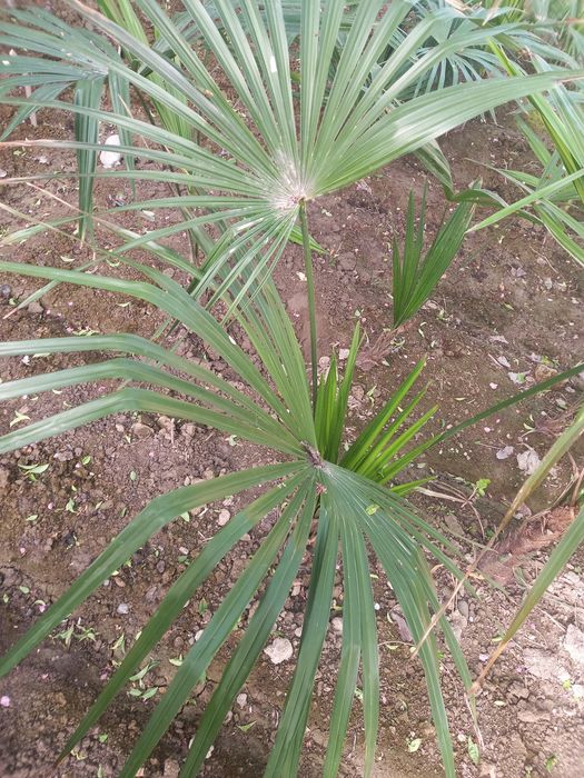 PALMA GULI Dekarativniy