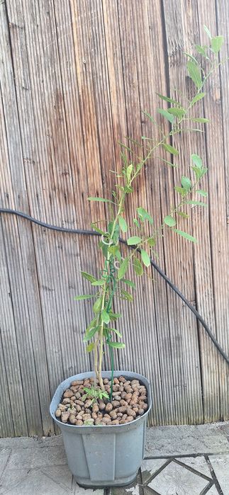 Продам растение - лимон