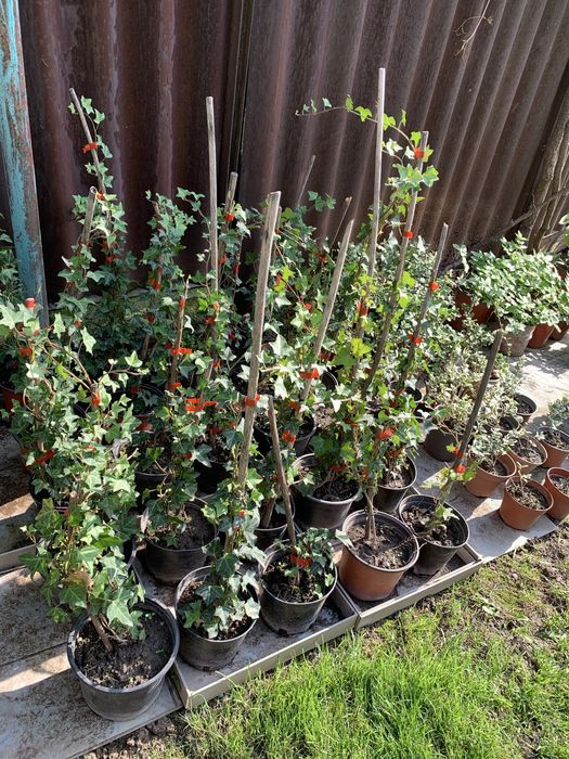 Кустарники хвойники травы