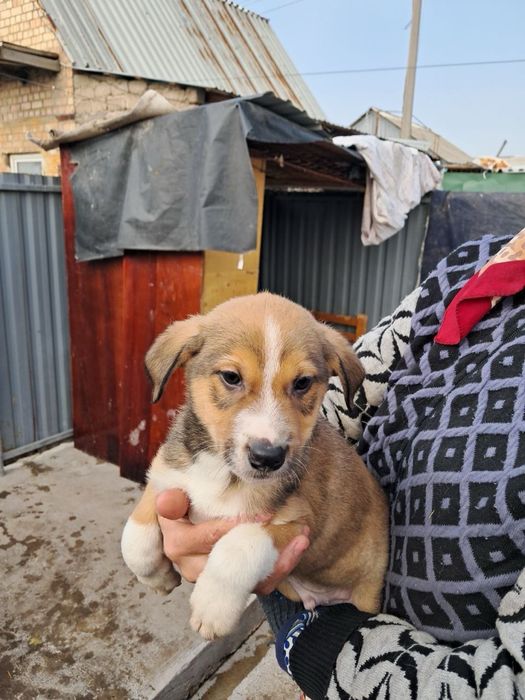 Маленькие щенки в поисках дома ! Ташкент! СРОЧНО!