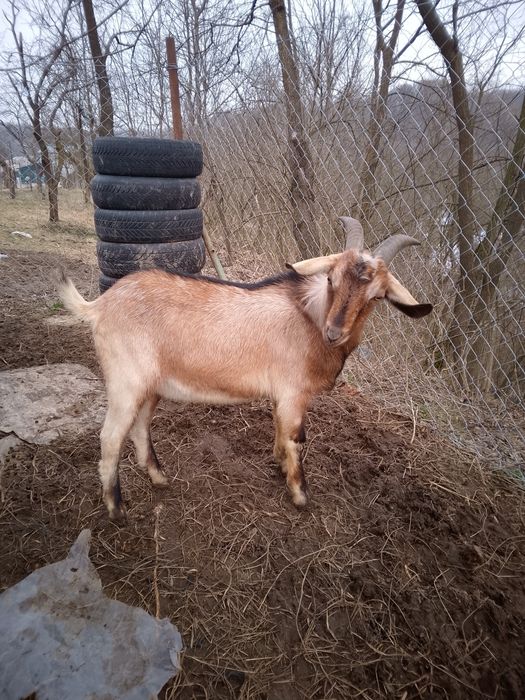 Țap alpin francez de vânzare