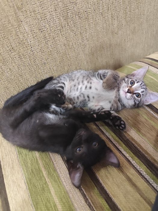 Отдам котят а хорошие руки
