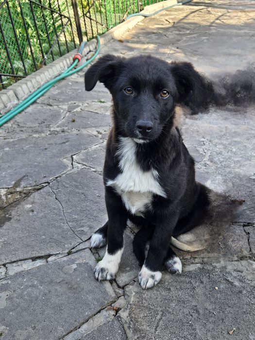 Чудо - энерджайзер ищет хозяина!