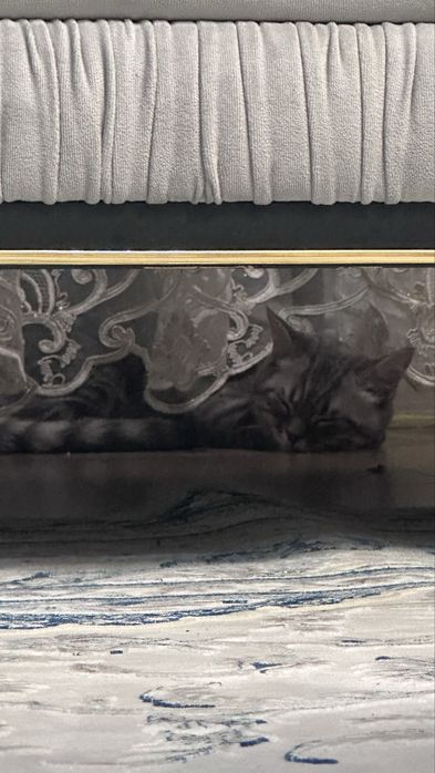 Кошке 4 месяца черно белый оттенок