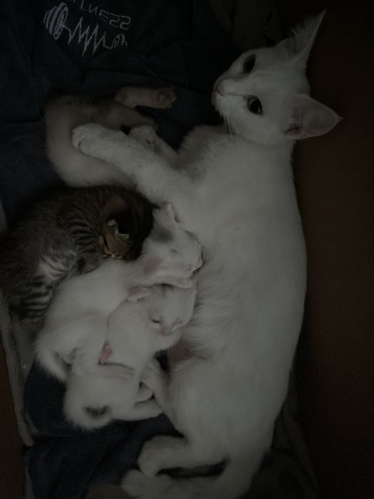 Отдам котят бесплатно
