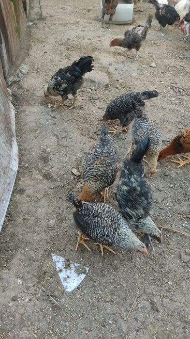 Продам домашний курица и цыплята