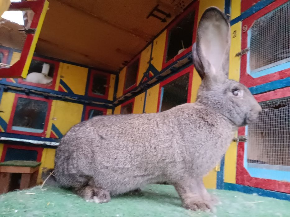 Iepuri din rasa uriaș german și berbec german