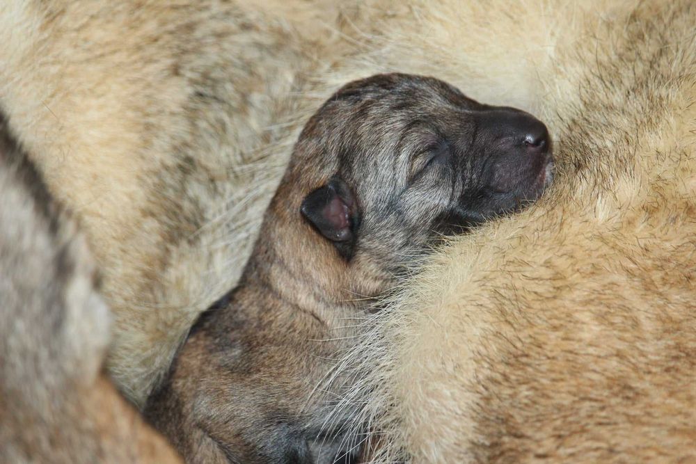 pui lup cehoslovac calitate deosebita