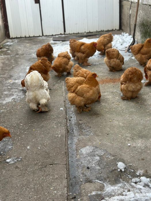 De vânzare gaini cochinchina urias galben