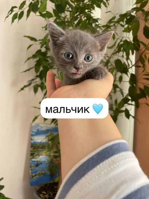 Котята в ответственные руки