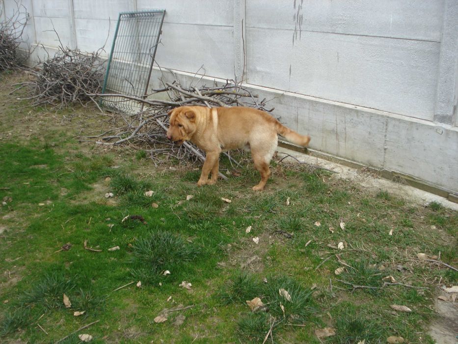 Donez caine SHARP PEI