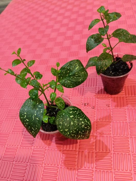 Гибискусы укоренные.