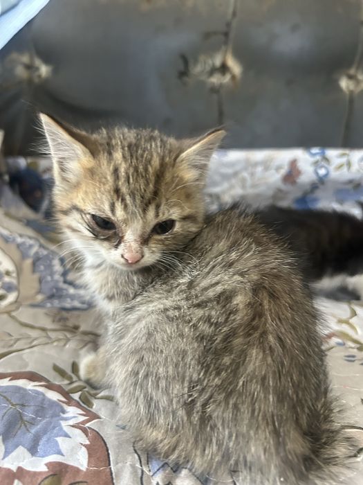 отдам котят в хорошие руки