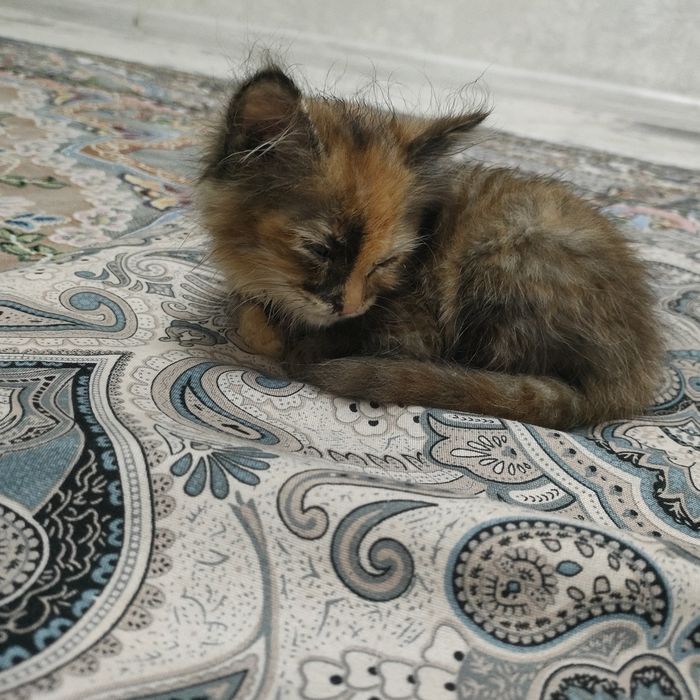Дам чистую кошку