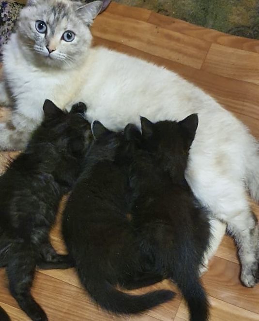 Кошка с котятами