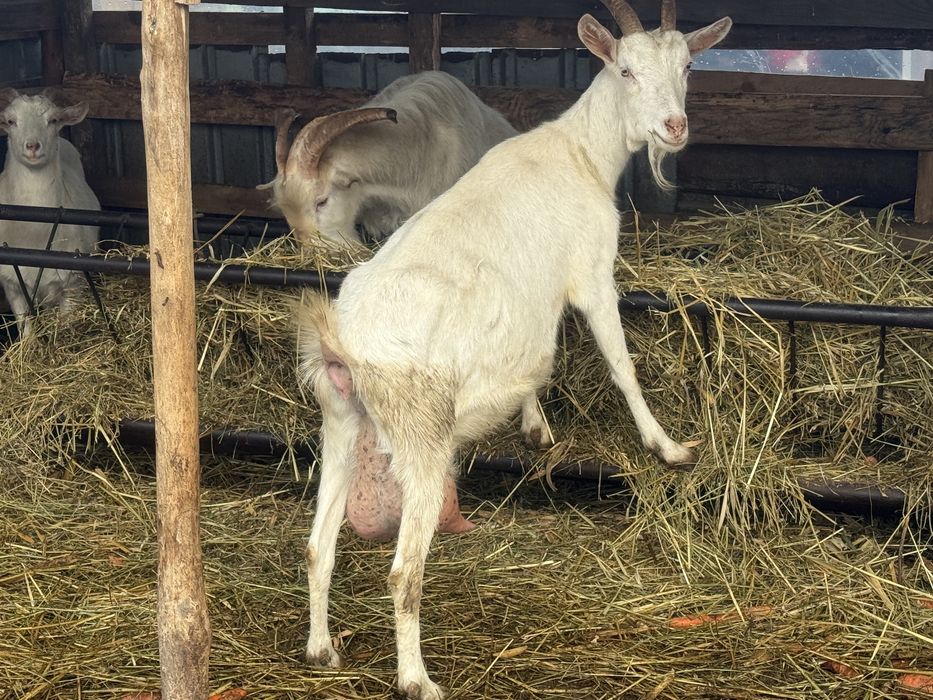 Capre saanen cu lapte!