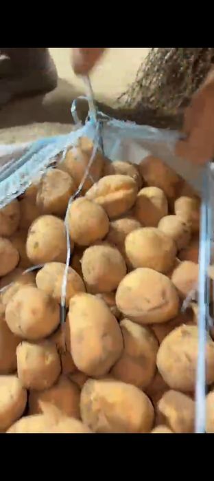 Семена картошка Гала Колумба Пикассо