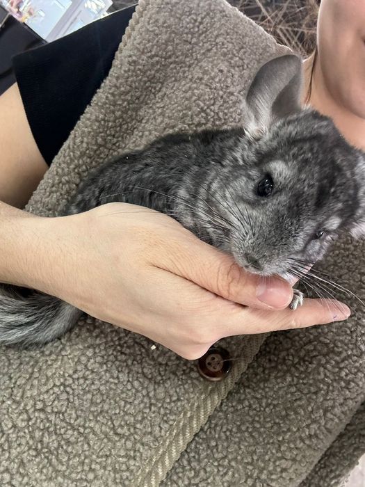 Шиншиллы малыши декоративные