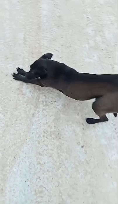 Девчонка ищет дом.