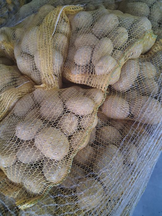 Cartofi  imoprt polonia mai multe soiurii